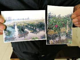 葡萄園被污水倒灌污染